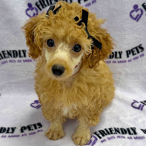 Mini Poodle Puppy