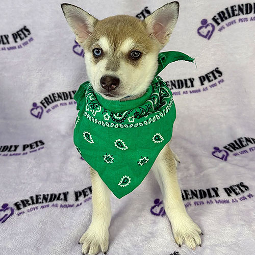 Alaskan Klee Kai Puppy