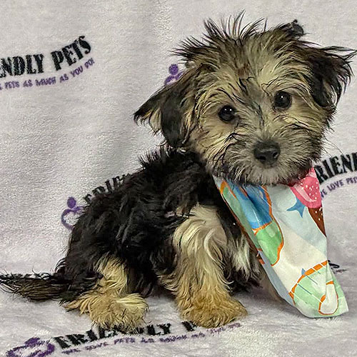 Milkie Puppy