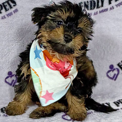 Yorkiepoo Puppy