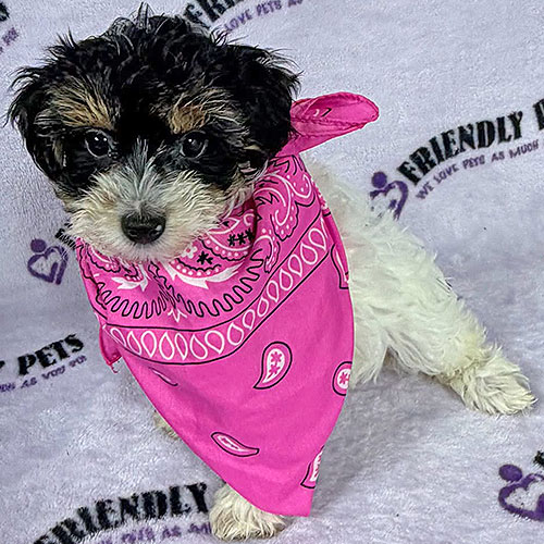 Yorkiepoo Puppy