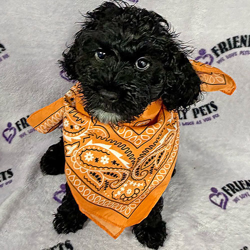 Cockapoo Puppy