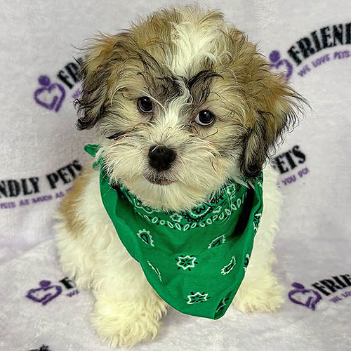 Zuchon Puppy