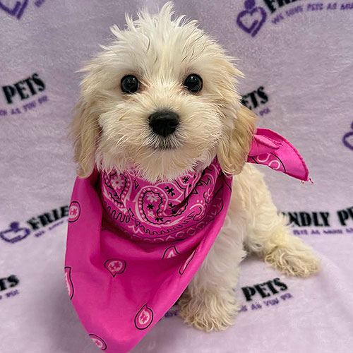 Havanese Puppy