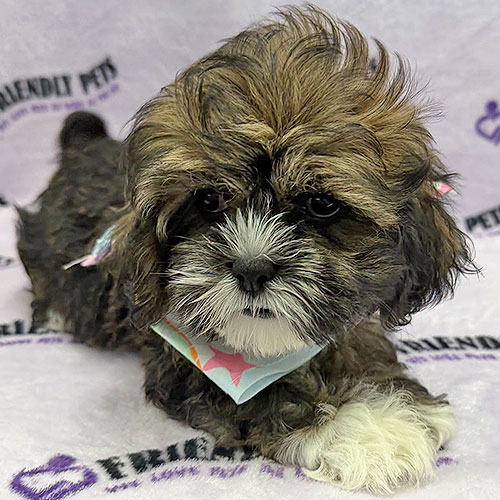 Lhasa Apso Puppy
