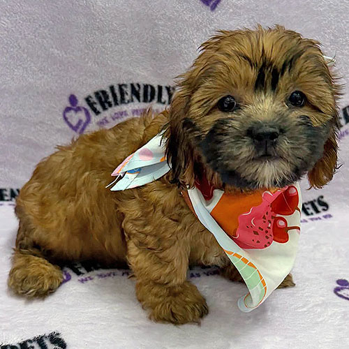Shihpoo Puppy