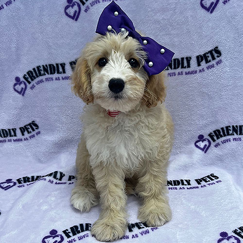Mini Goldendoodle Puppy