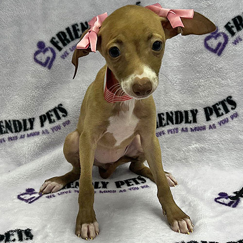 Italian Greyhound Puppy