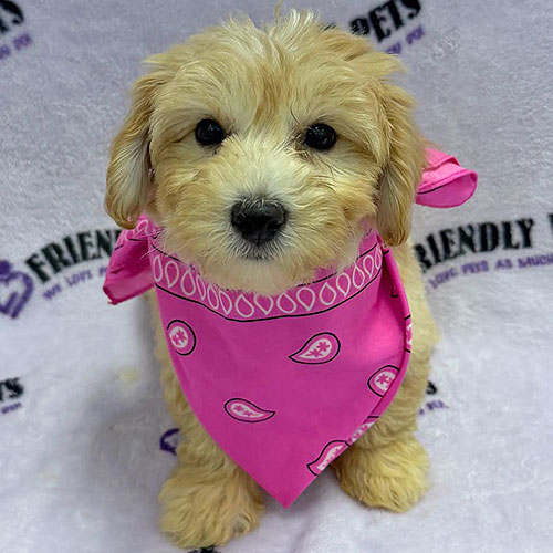 Yorkiepoo Puppy