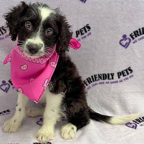 Aussiedoodle Puppy