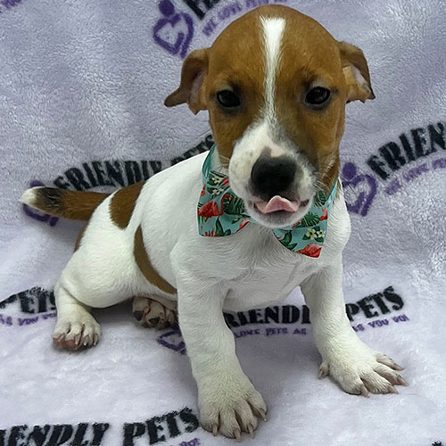 Jack Russell Puppy