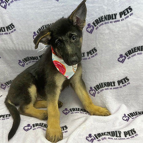 German Shepherd Puppy