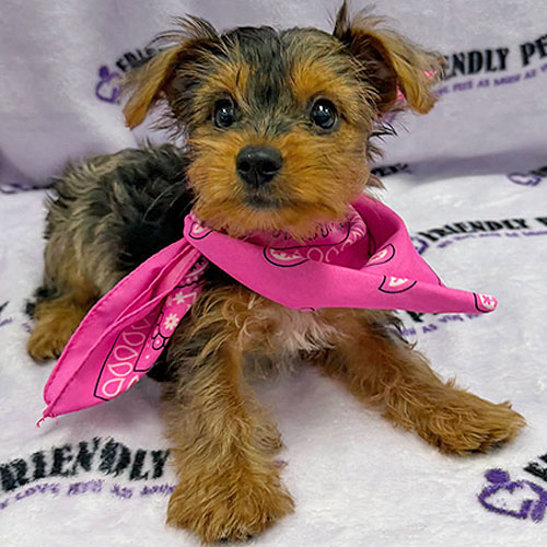 Yorkshire Terrier Puppy