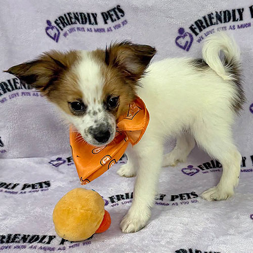 Papillon Puppy