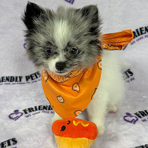 Pomeranian Puppy