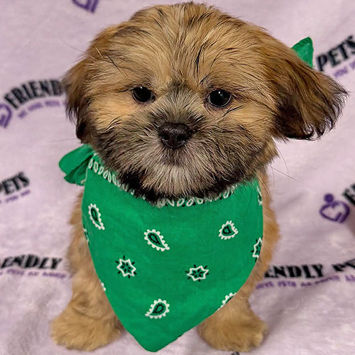 Shih Tzu Puppy