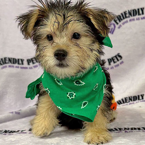 Morkie Puppy