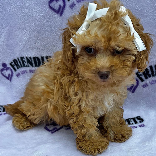 Shihpoo Puppy