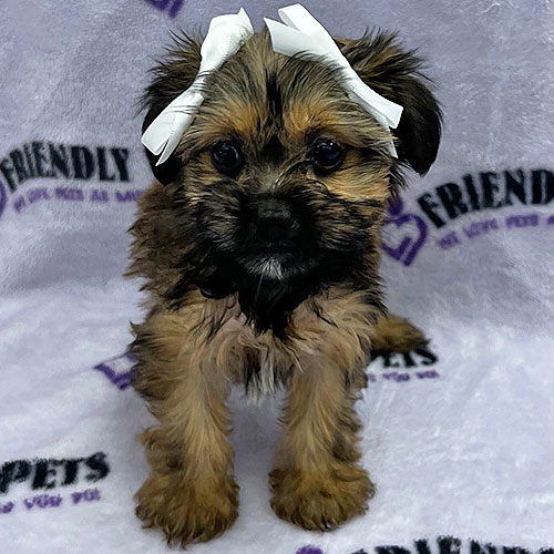 Shorkie Puppy