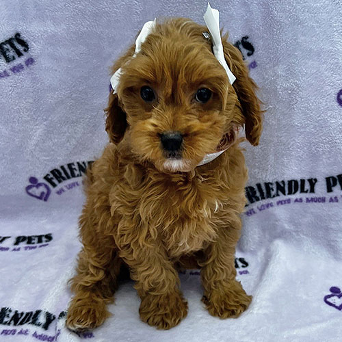 Cavapoo Puppy