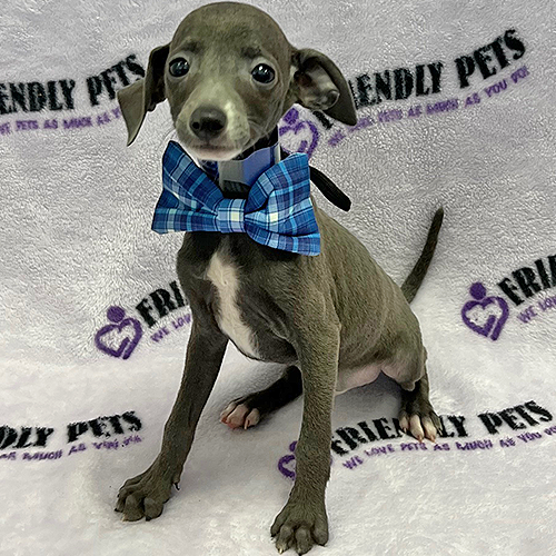 Italian Greyhound Puppy