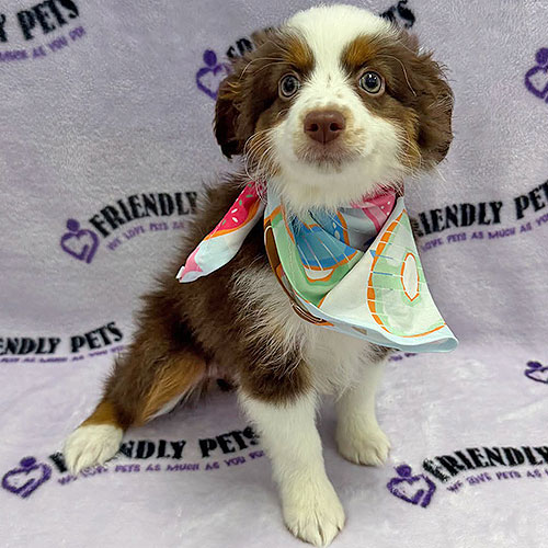 Mini Aussie Puppy