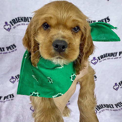 Cocker Spaniel Puppy