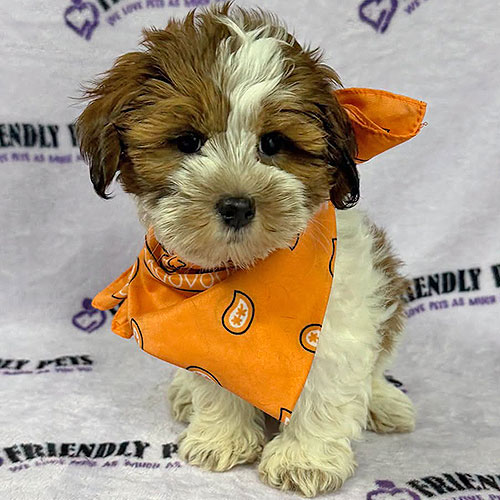 Shihpoo Puppy
