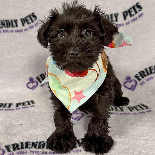 Mini Schnauzer Puppy