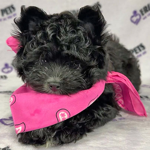 Pompoo Puppy