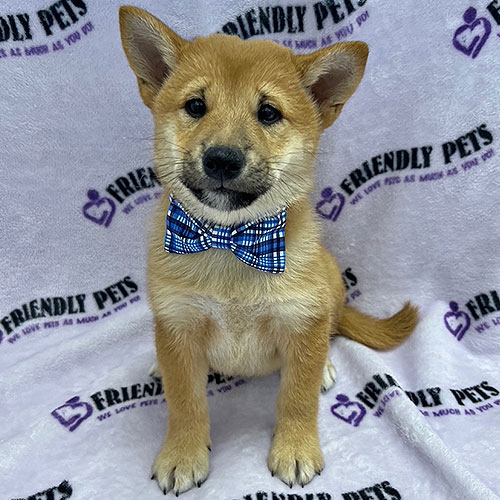 Shiba Inu Puppy