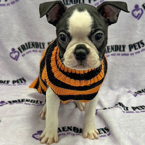 Boston Terrier Puppy
