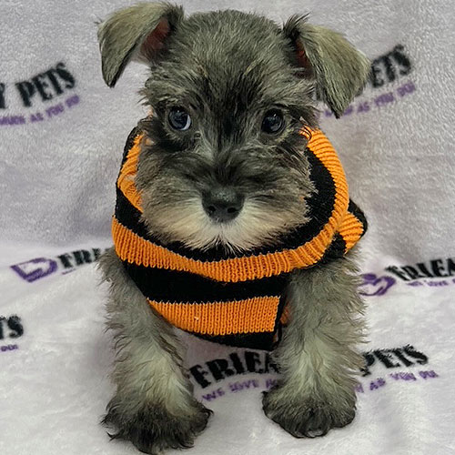 Mini Schnauzer Puppy