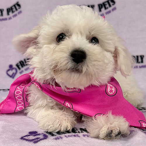 Bichon Frise Puppy