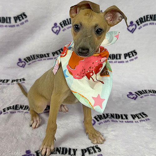 Italian Greyhound Puppy