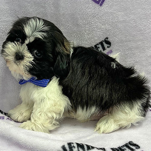 Shih Tzu Puppy