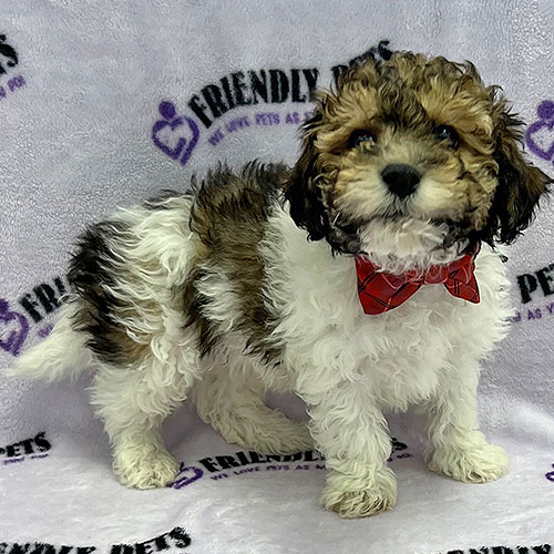 Bichonpoo Puppy