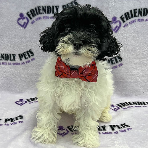 Maltipoo Puppy