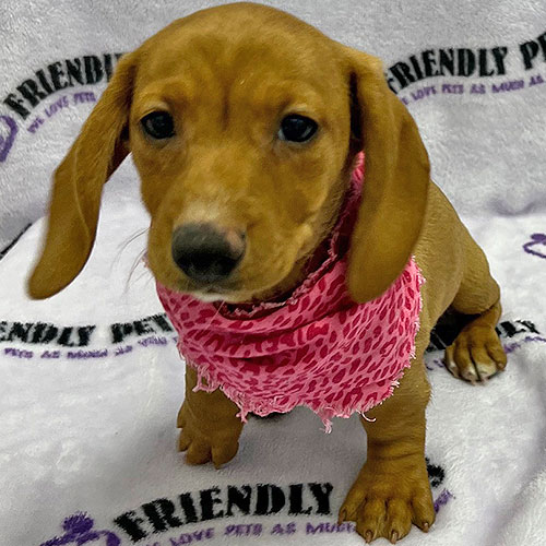 Mini Dachshund Puppy