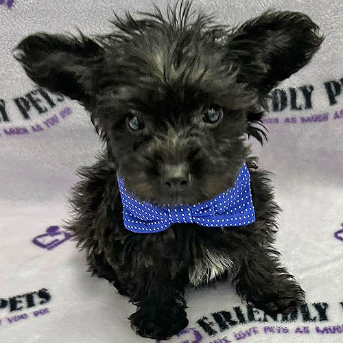 Yorkiepoo Puppy