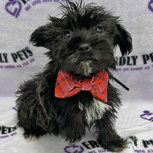 Yorkiepoo Puppy