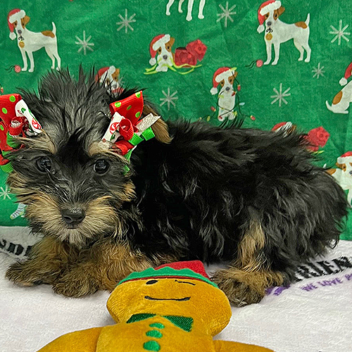 Morkie Puppy