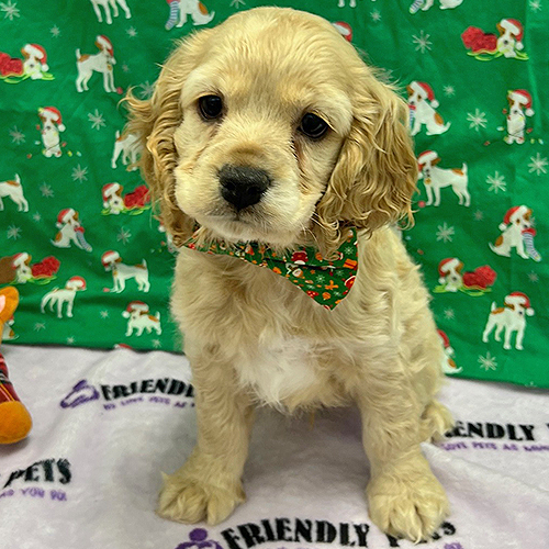 Cocker Spaniel Puppy